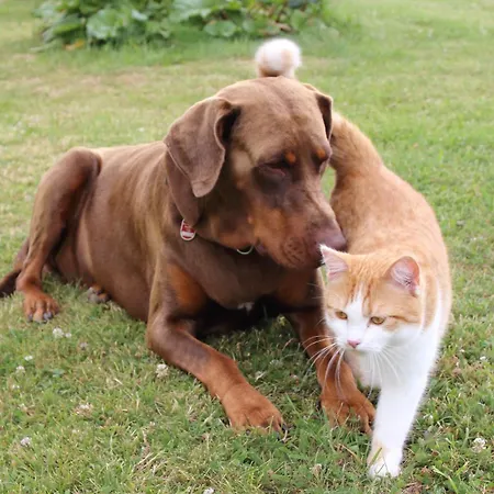 Hochwaldblick Appartement
